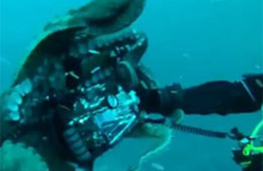 Dalgıçın ahtapot ile güreşi rekor kırıyor!