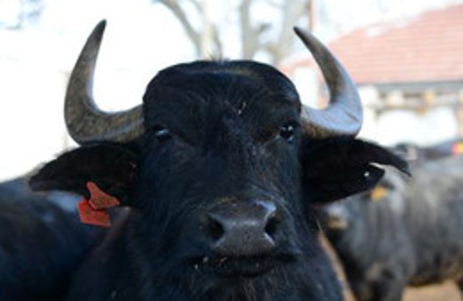 3.köprü en çok mandaları etkileyecek