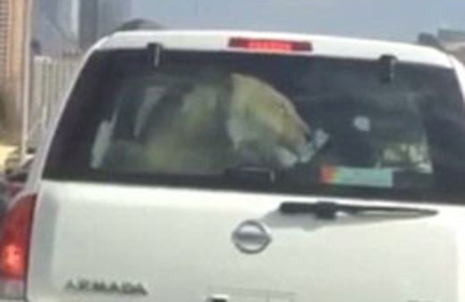 Dubai otobanındaki aslan görenleri şaşırttı!