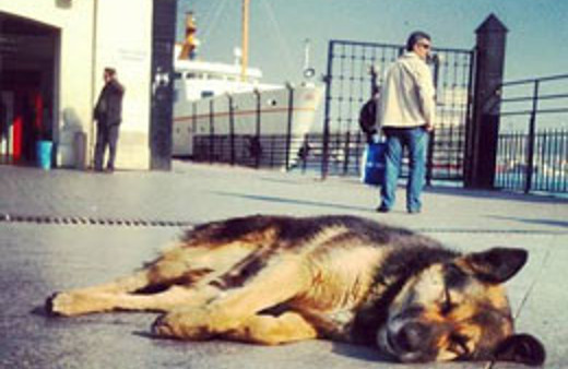 'Belediyeler köpekleri vapura bindirip...'