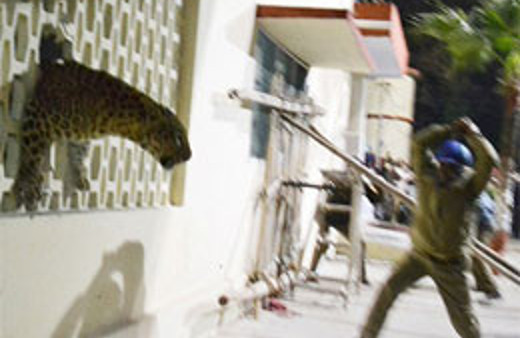 Kaçak leopar Hindistan'ı karıştırdı!