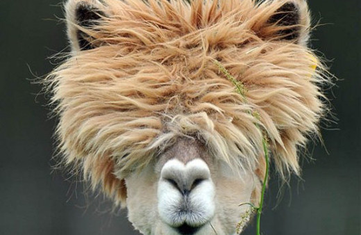 Beklenen Alpaka develeri sonunda geldi