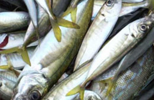 Karadeniz'de istavrit ve kefal bereketi