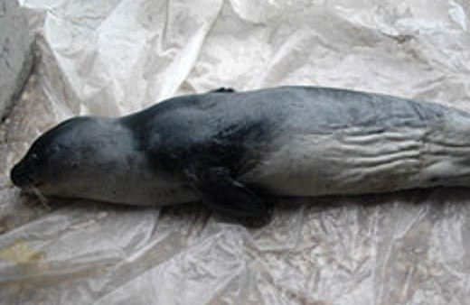 Nesli tükenmekte olan foku öldürdüler