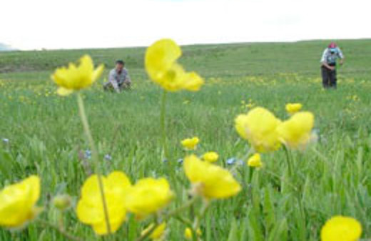 Son Cemre de düştü! Bahar geliyor 