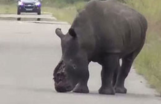 Yaralı gergedanın hali yürek parçaladı