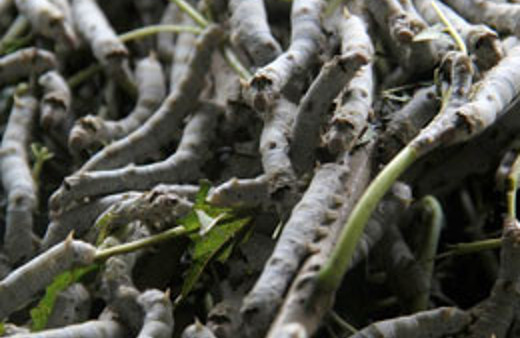 Müthiş buluş! İpekten kırık için vida yapıldı