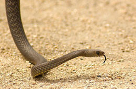 Zehirli yılan tarafından ısırıldı biraya sarıldı!