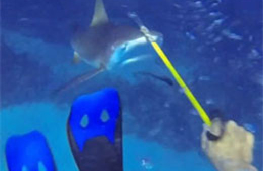 Dalgıç ile köpekbalığının savaşı! TIKLA İZLE!
