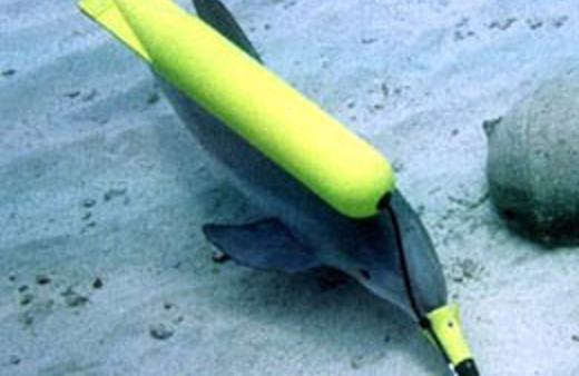 Casus yunuslar gelecek savaşlarda rol oynayacak!