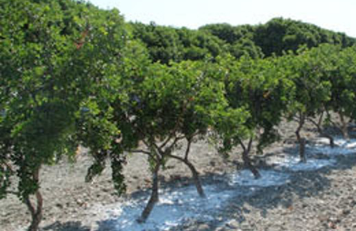 Sakız Adasına karşı 'Sakız Yarımadası' 