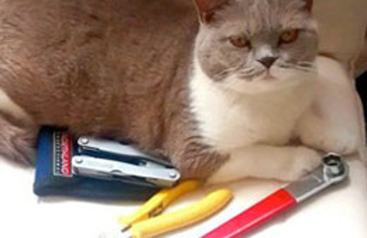 'Trafodaki kedi' için suç duyurusu!