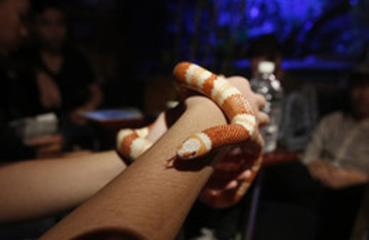 Yılanlarla yemek yediğiniz bir kafe düşünün