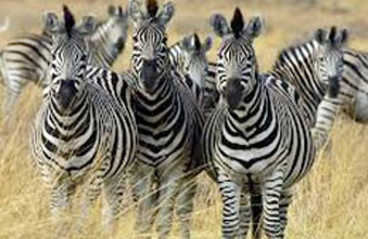 Zebra çizgilerinin sırrı çözüldü