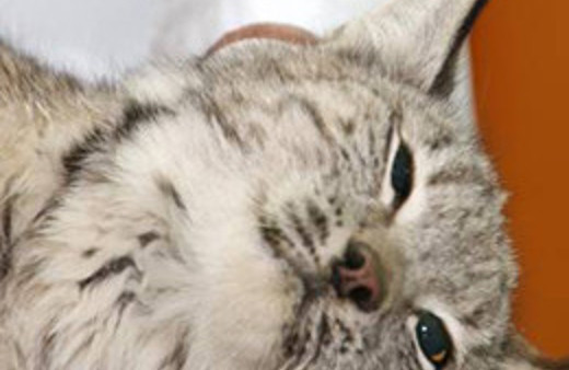 Hakkari'de vaşak yakalandı