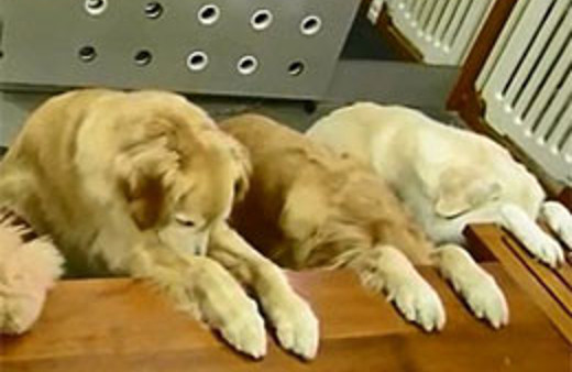 Evcil hayvanlardan bu bakteri bulaşıyor