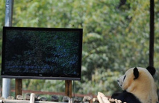 Depresyona giren pandaya ilginç çözüm