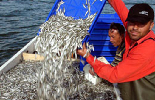 İç Anadolu Avrupa'ya balık ihraç ediyor