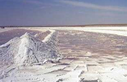 Tuz gölünde yeni türler keşfedildi