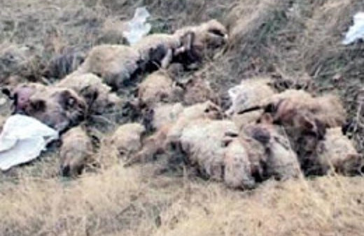 Sele kapılan 446 koyun telef oldu!