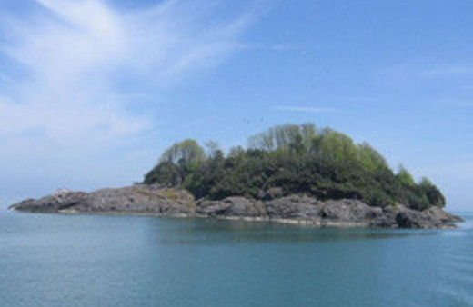 Giresun'da kuşlar üresin diye ada terkedildi