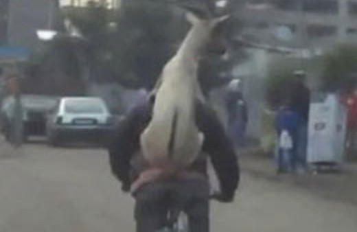 Bu görüntü internette izlenme rekoru kırıyor!