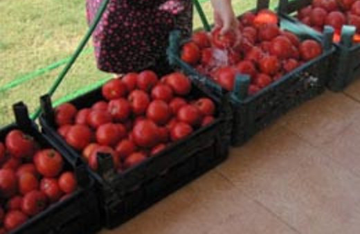 Domatesin kasası 1 ekmek parası bile etmiyor