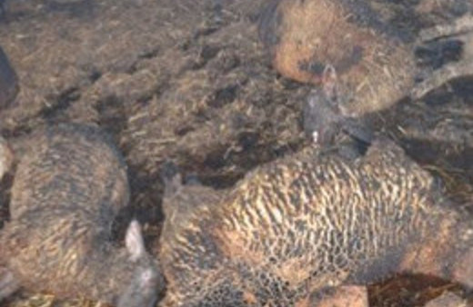 Ağılda çıkan yangında 150 koyun telef oldu