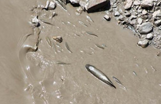 Yeşilırmak'ta korkutan tehlike 