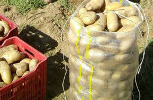 Patates sezonu açtığı fiyatla kapattı