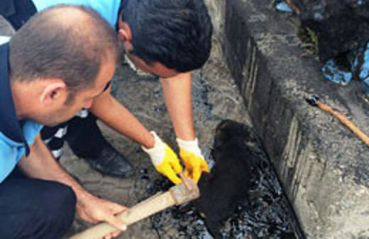 Zavallı yavru köpek zifte yapıştı