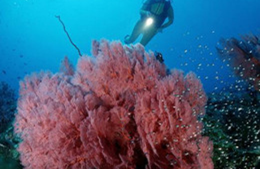 Karayipler'deki mercanlar ölüyor