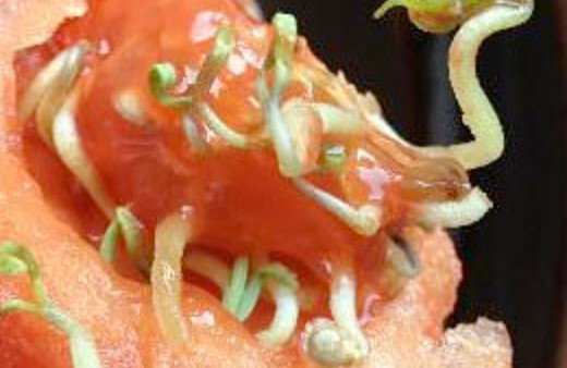 Domatesten çıkana bakın! Bize ne yediriyorlar?