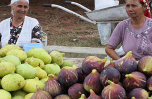 Kaz Dağları inciriyle de şifa kaynağı