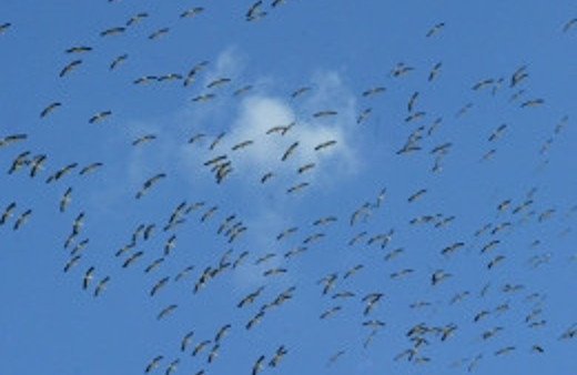 Leylek göçü görenleri büyüledi