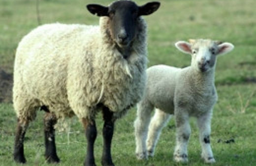 Sahipsiz köpekler 50 koyunu telef etti