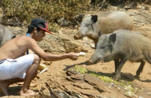 Turistler yaban domuzunu elleriyle...