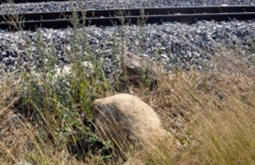 Tren 74 koyunu ve çobanı öldürdü!