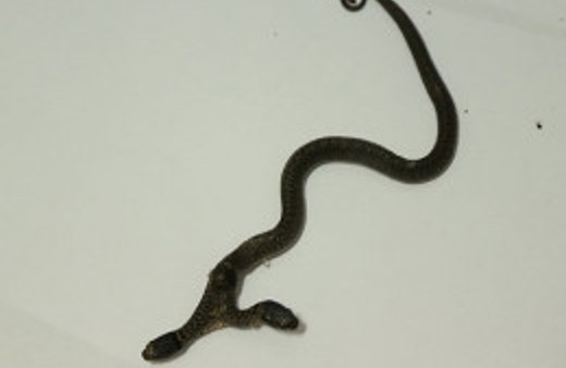 Çift başlı yılan Antalya'ya getirildi