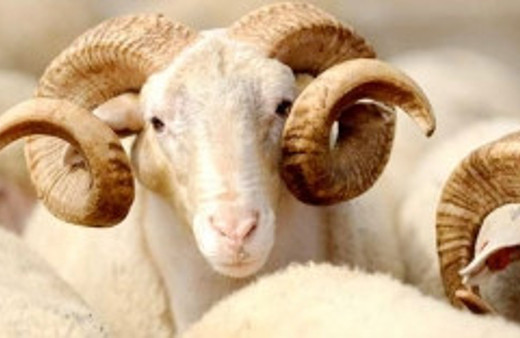 Kurbanlık fiyatları belli oldu