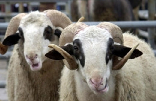 Küçük ve büyükbaş kurbanlık fiyatları!