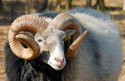 Ölü hayvanların küpeleriyle kurbanlık ticareti!