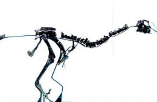 Yeni bir dinazor türünün fosili bulundu