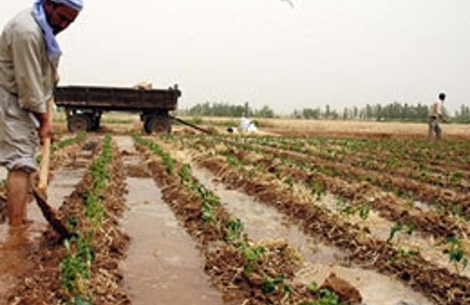 Herşey pamuk üşümesin diye!..