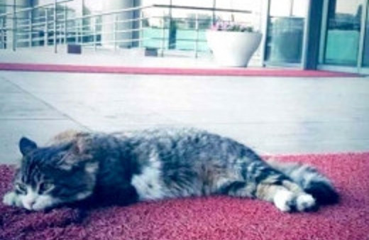 CHP genelgesini kedi imzaladı!