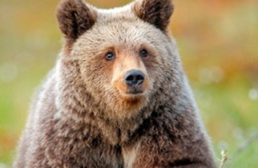 Bozayı popülasyonunda DNA analizi