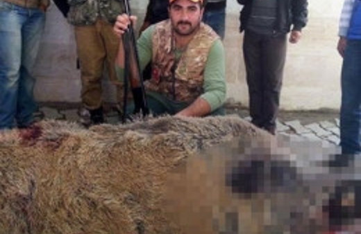 İşte köylüleri şoke eden dev domuz!