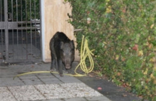 Bebek semtinde yaban domuzu paniği