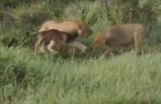 7 milyon kez izlenen aslan videosu