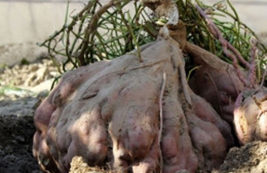 Samandağı'nda 22 kiloluk patates!